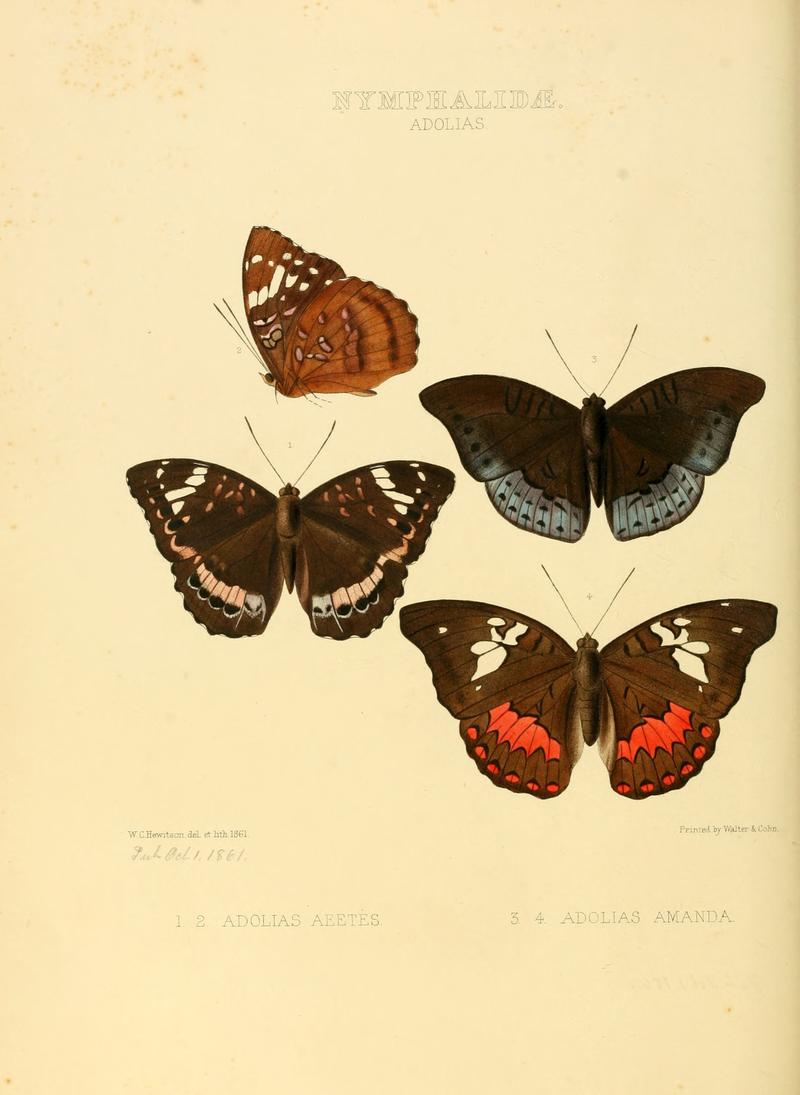 Illustrations of new species of exotic butterflies Adolias I