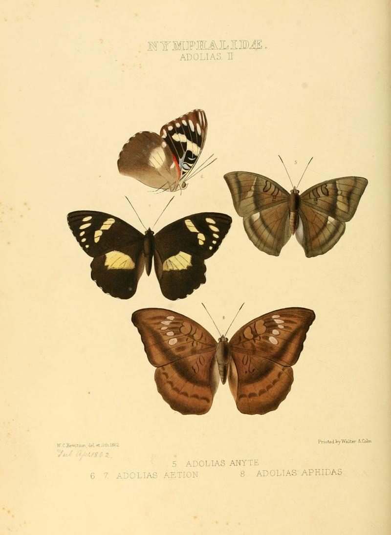 Illustrations of new species of exotic butterflies Adolias II