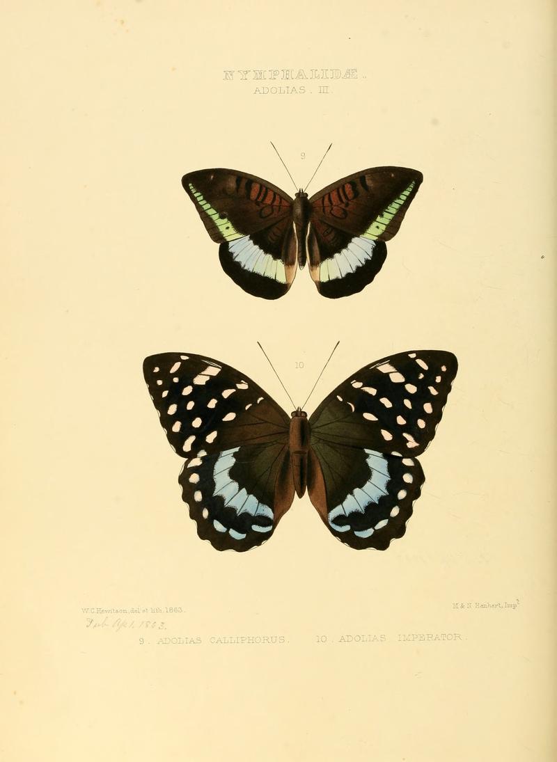 Illustrations of new species of exotic butterflies Adolias III