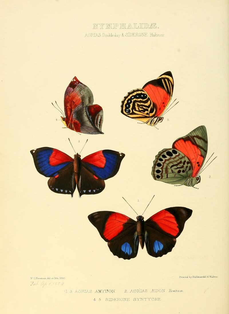 Illustrations of new species of exotic butterflies Agrias & Siderone