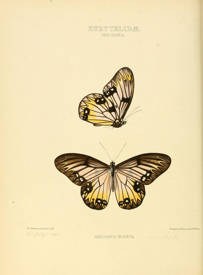 Illustrations of new species of exotic butterflies Amechania