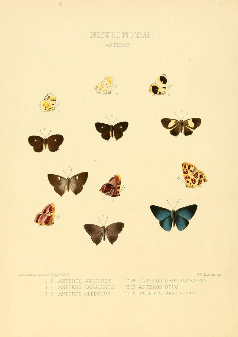 Illustrations of new species of exotic butterflies Anteros