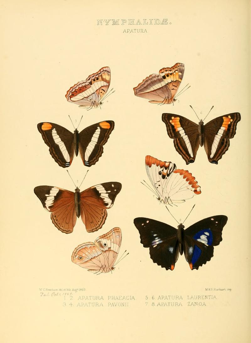 Illustrations of new species of exotic butterflies Apatura