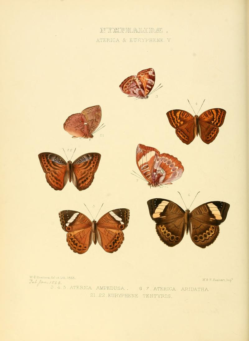 Illustrations of new species of exotic butterflies Aterica & Euryphene V