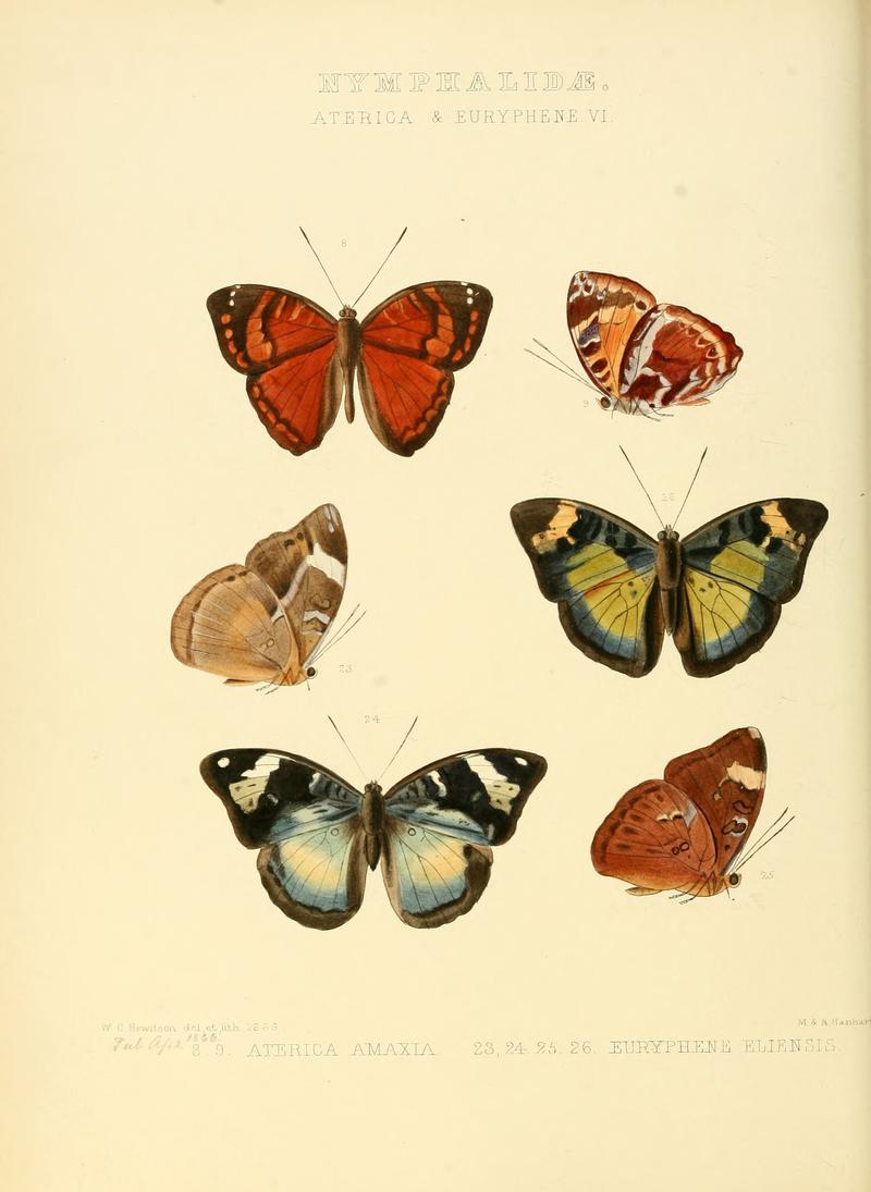 Illustrations of new species of exotic butterflies Aterica & Euryphene VI