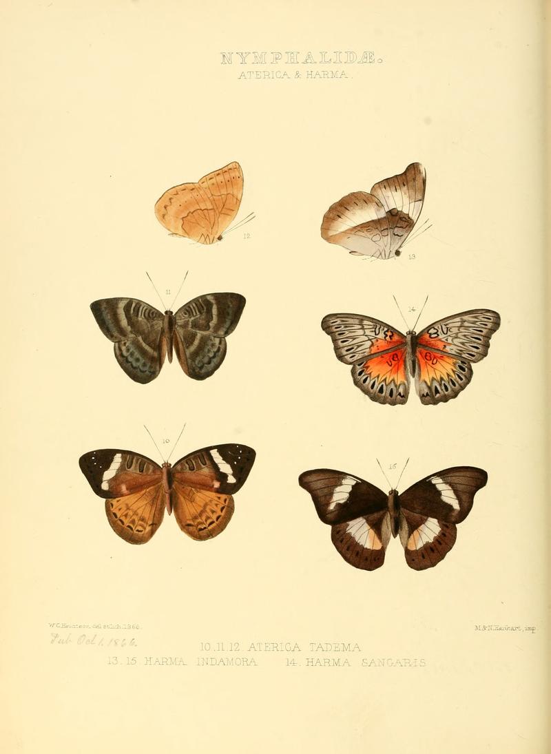 Illustrations of new species of exotic butterflies Aterica & Harma