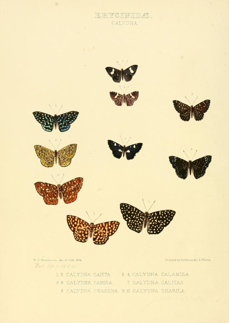 Illustrations of new species of exotic butterflies Calydna I
