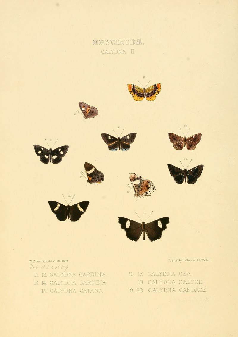 Illustrations of new species of exotic butterflies Calydna II