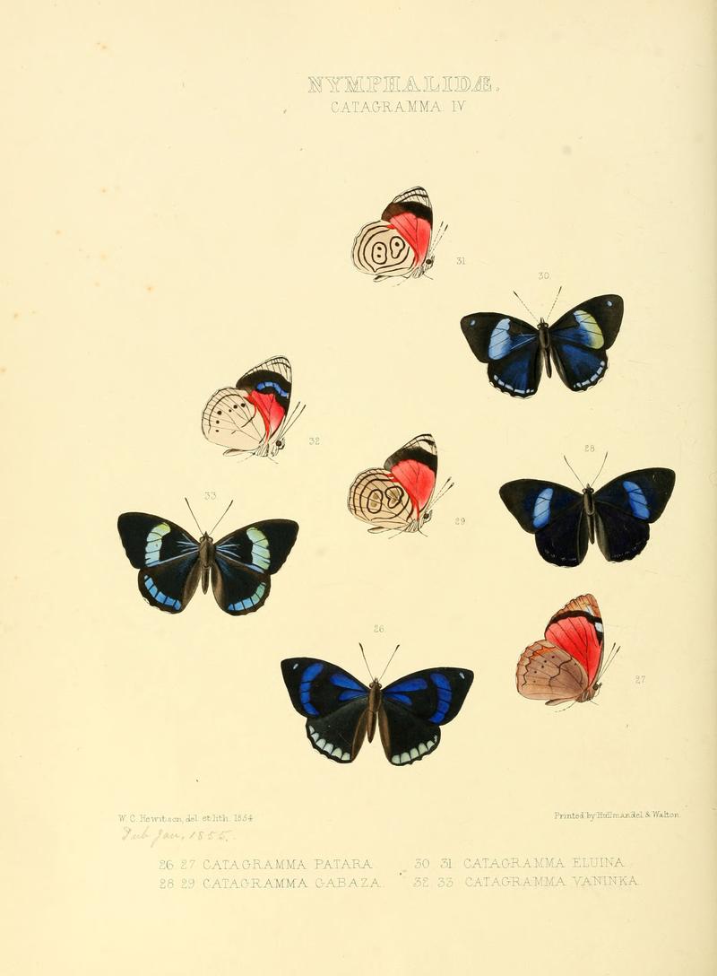 Illustrations of new species of exotic butterflies Catagramma IV