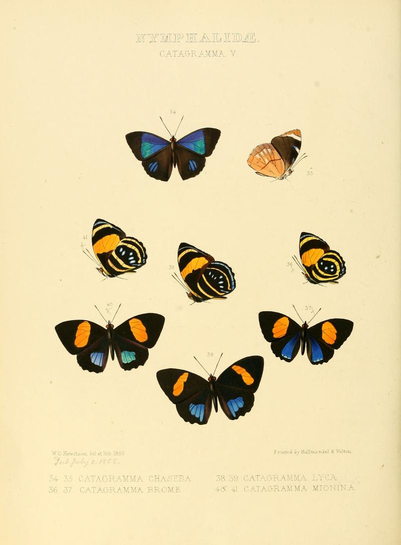 Illustrations of new species of exotic butterflies Catagramma V