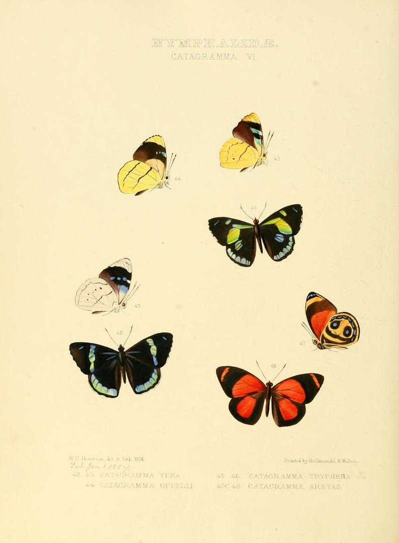 Illustrations of new species of exotic butterflies Catagramma VI