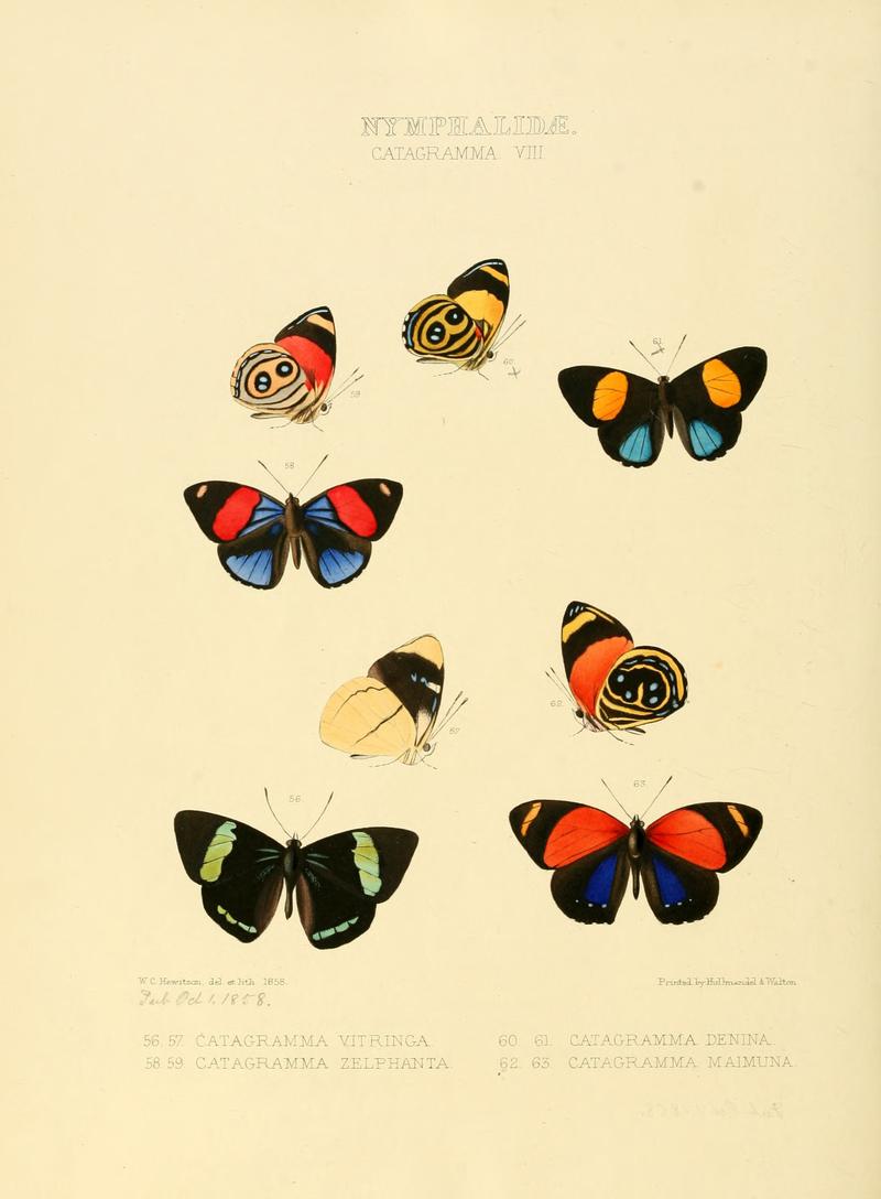 Illustrations of new species of exotic butterflies Catagramma VIII