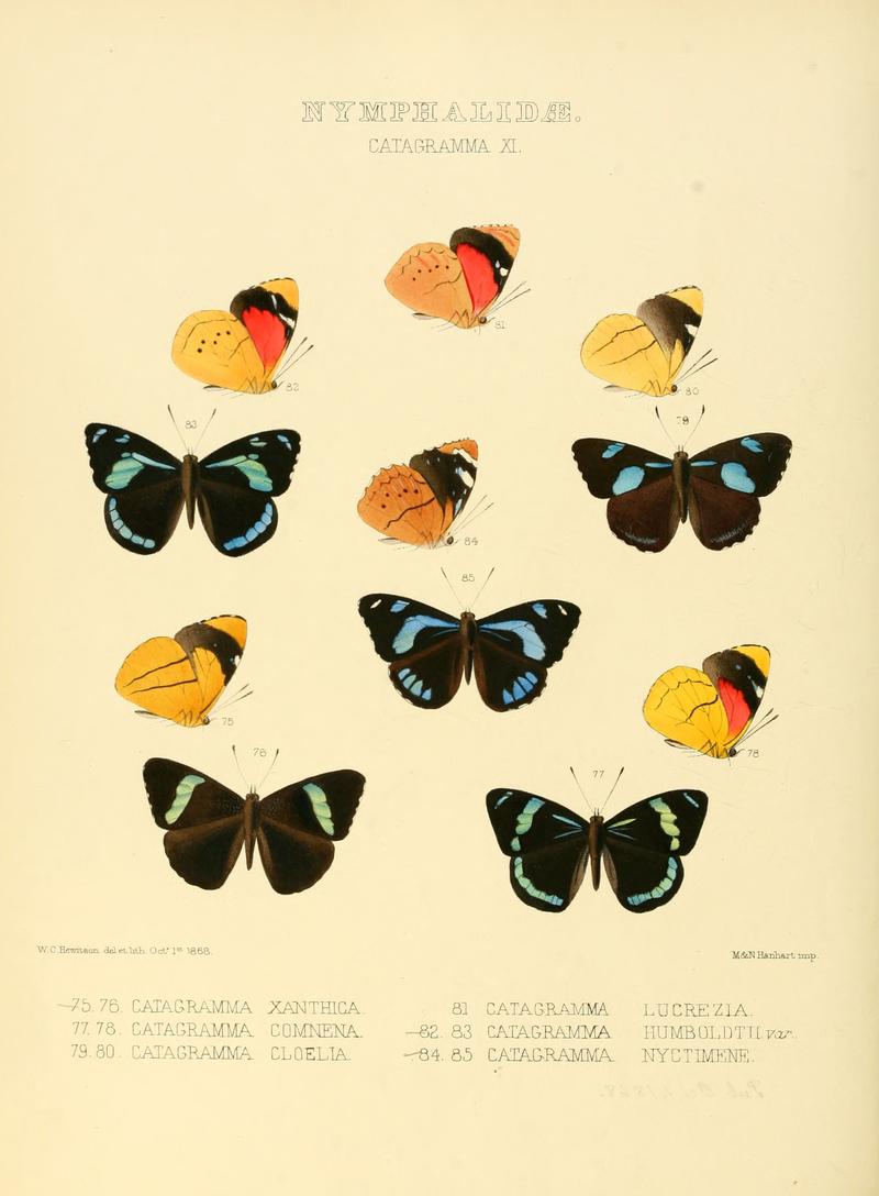 Illustrations of new species of exotic butterflies Catagramma XI