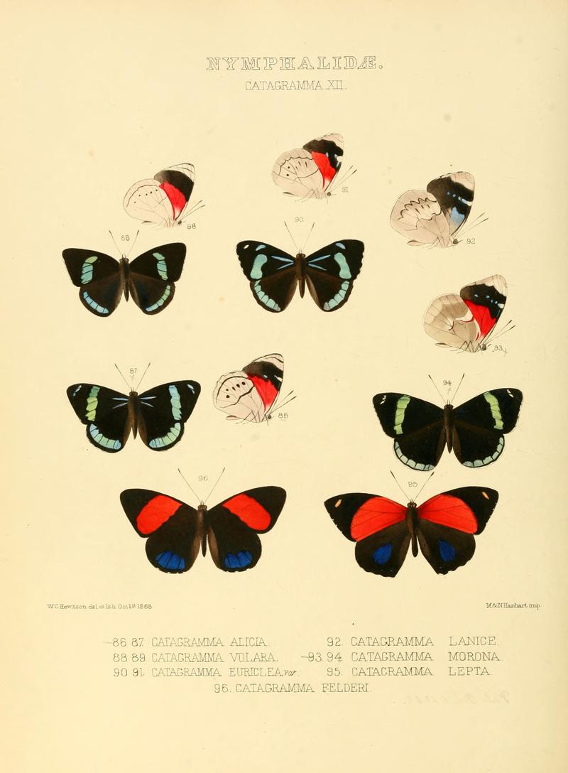 Illustrations of new species of exotic butterflies Catagramma XII