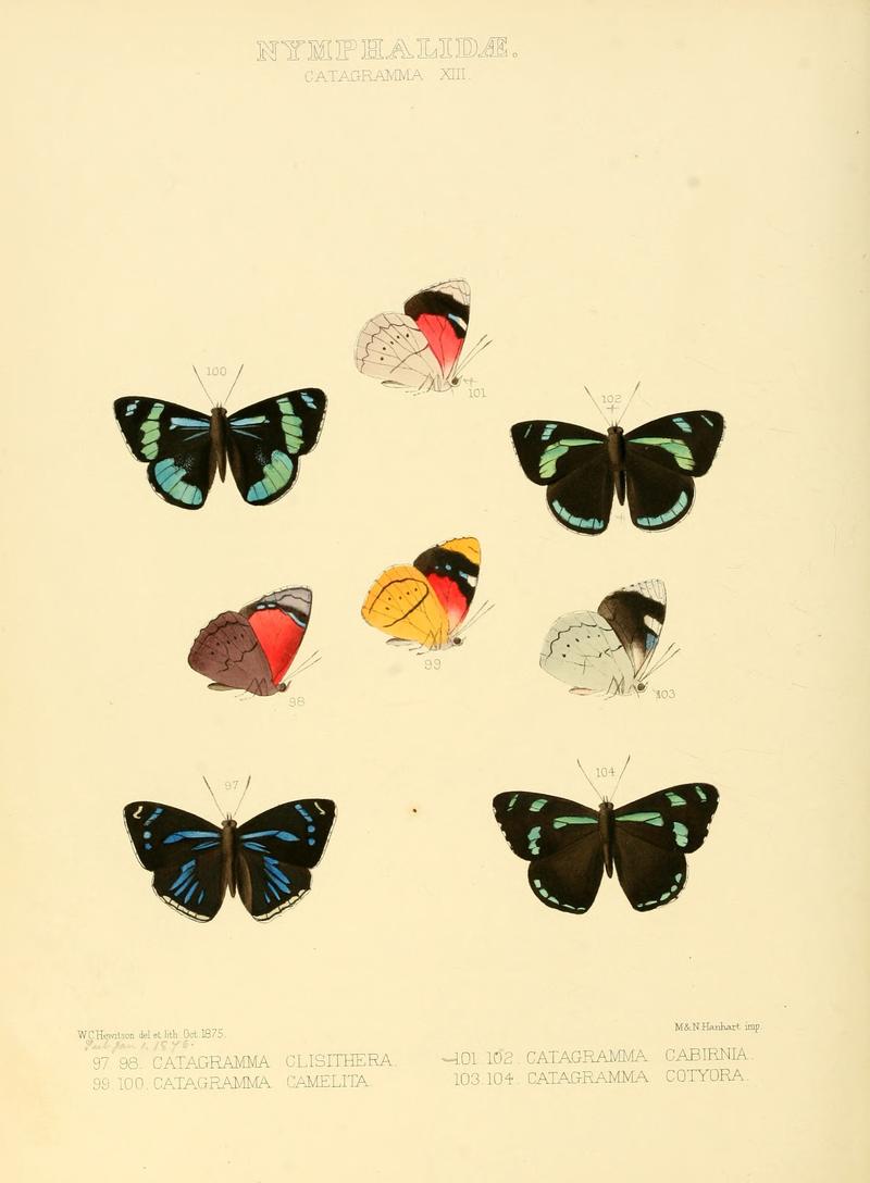 Illustrations of new species of exotic butterflies Catagramma XIII