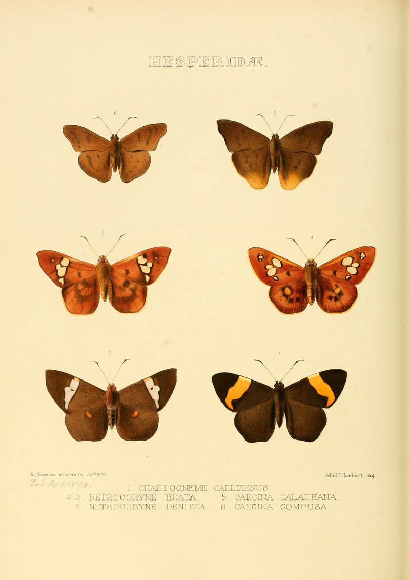 Illustrations of new species of exotic butterflies Chaetocneme c