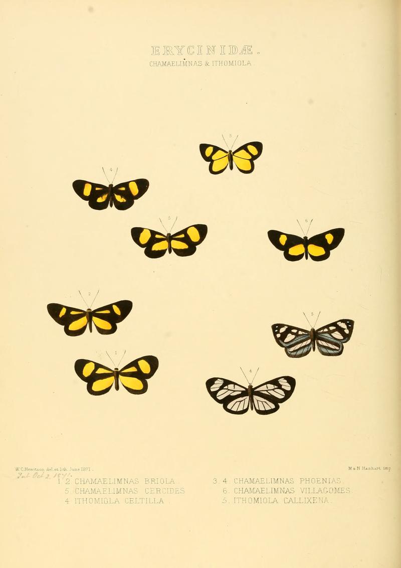 Illustrations of new species of exotic butterflies Chamaelimnas & Ithomiola