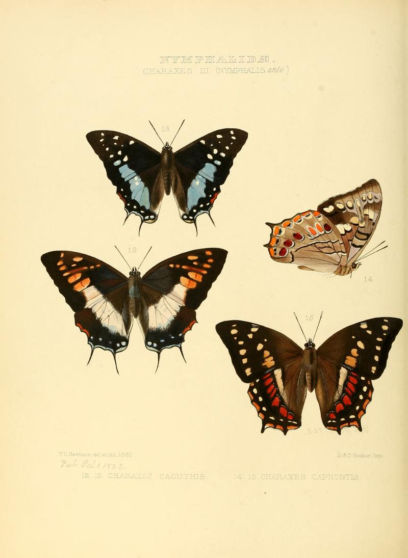 Illustrations of new species of exotic butterflies Charaxes III