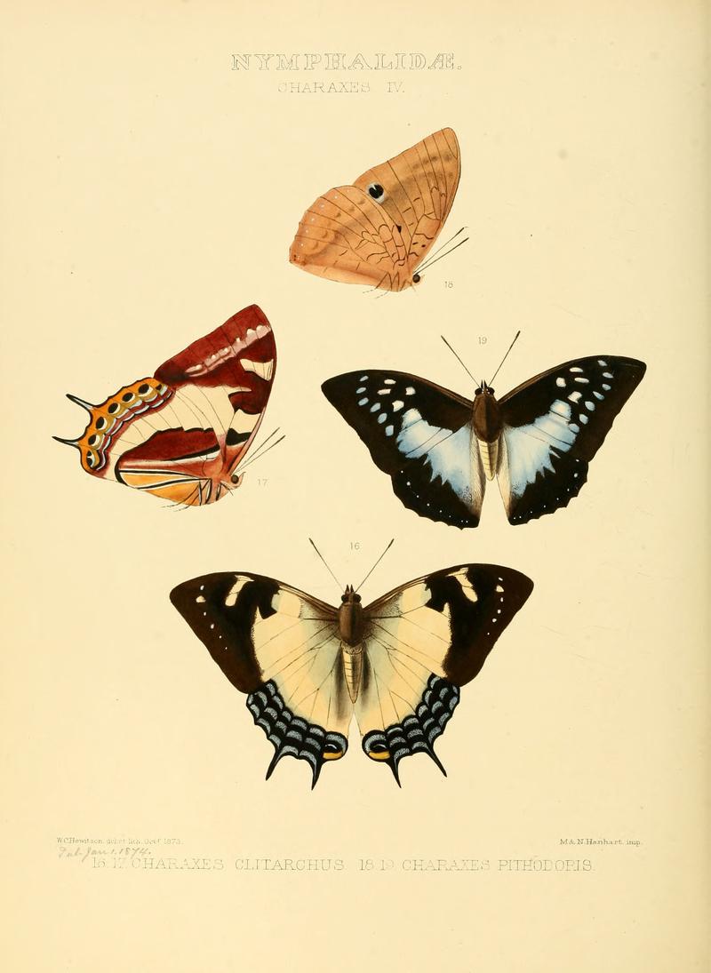 Illustrations of new species of exotic butterflies Charaxes IV