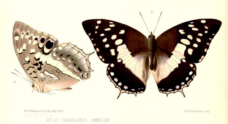 Illustrations of new species of exotic butterflies Charaxes V, Charaxes ameliae