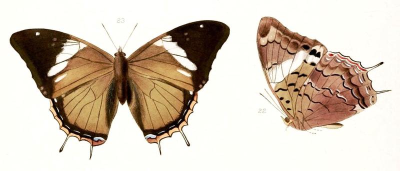 Illustrations of new species of exotic butterflies Charaxes V, Charaxes carteri