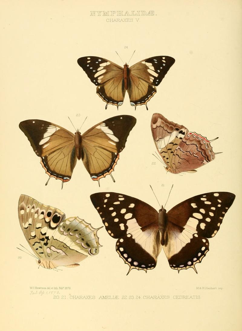 Illustrations of new species of exotic butterflies Charaxes V