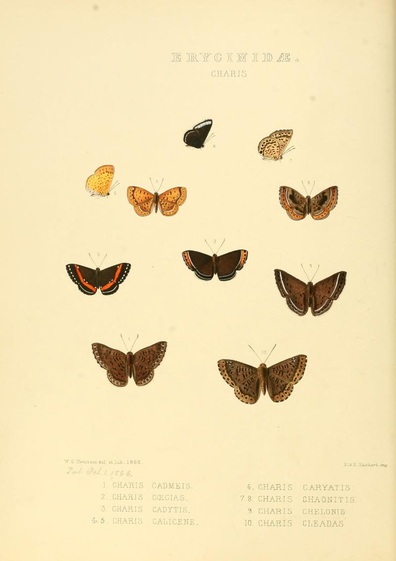 Illustrations of new species of exotic butterflies Charis I