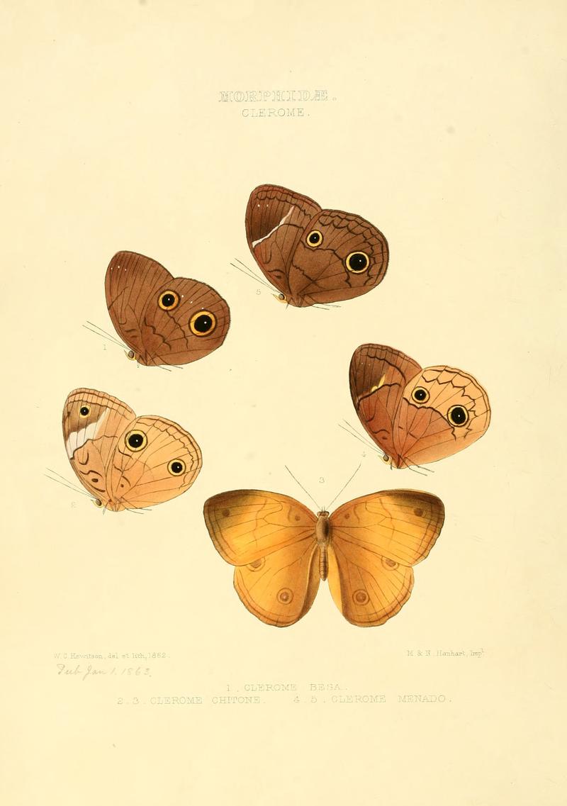 Illustrations of new species of exotic butterflies Clerome