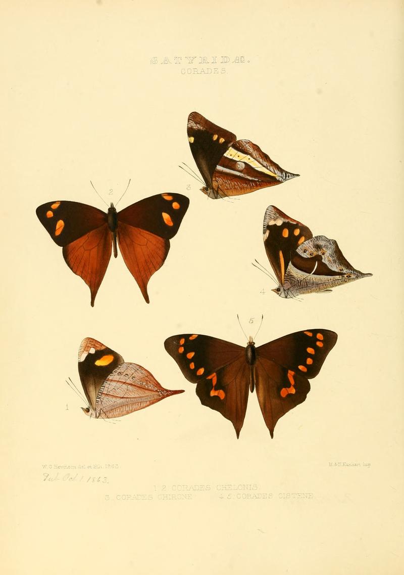 Illustrations of new species of exotic butterflies Corades