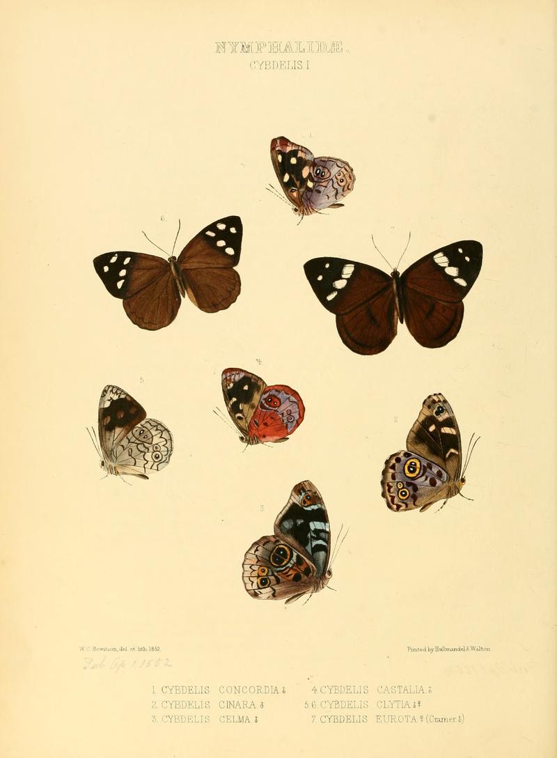 Illustrations of new species of exotic butterflies Cybdelis I