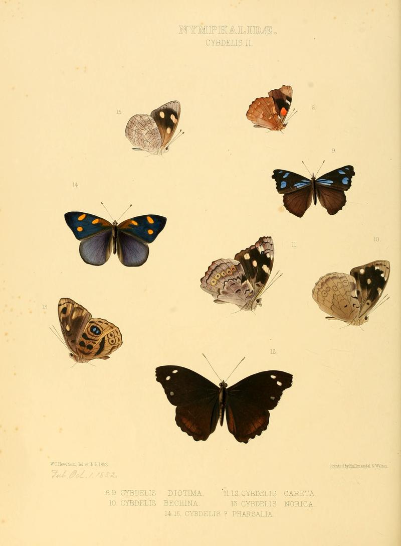 Illustrations of new species of exotic butterflies Cybdelis II