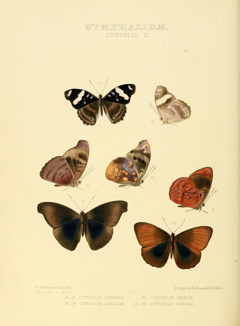 Illustrations of new species of exotic butterflies Cybdelis III