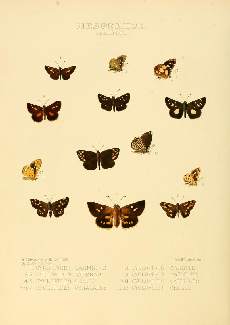 Illustrations of new species of exotic butterflies Cyclopides