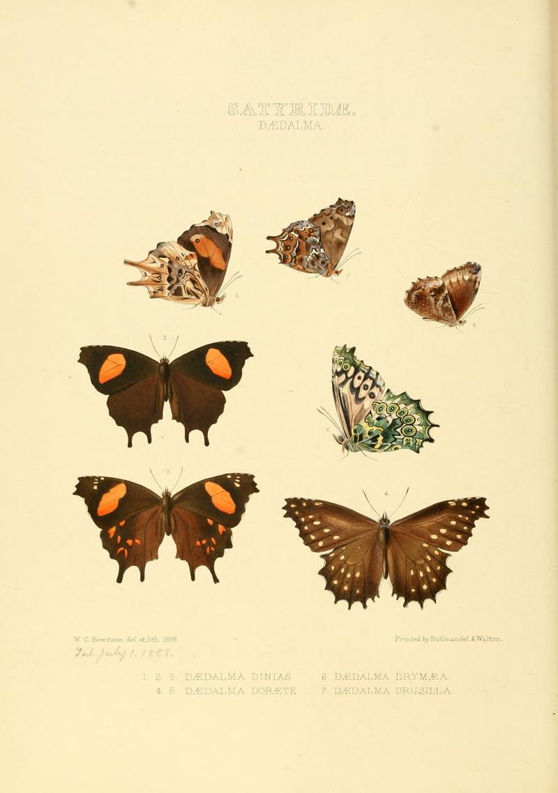 Illustrations of new species of exotic butterflies Dædalma