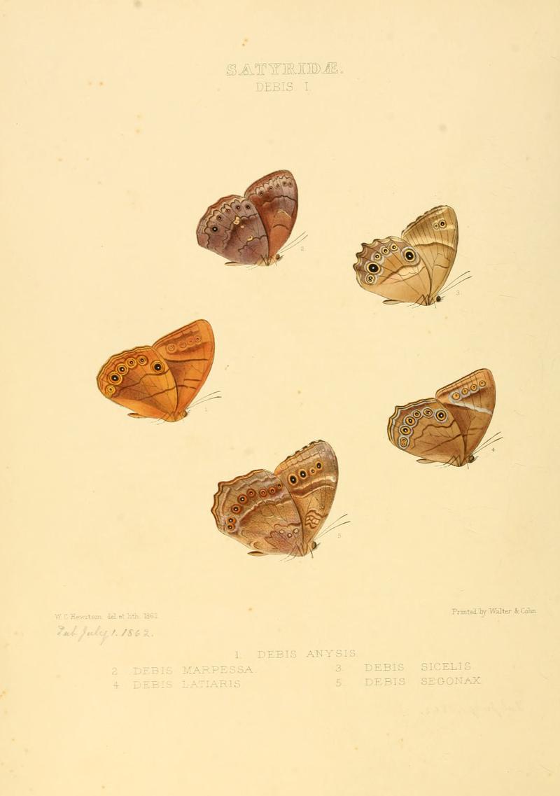 Illustrations of new species of exotic butterflies Debis I