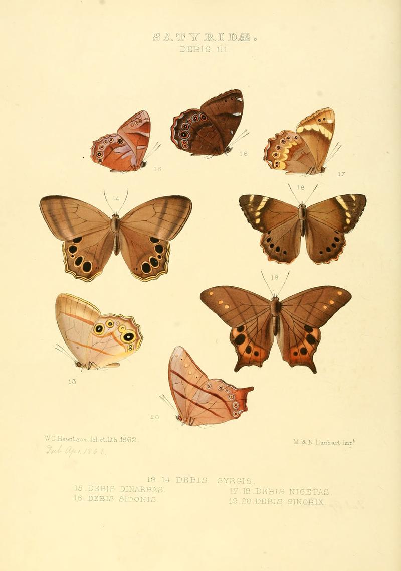 Illustrations of new species of exotic butterflies Debis III