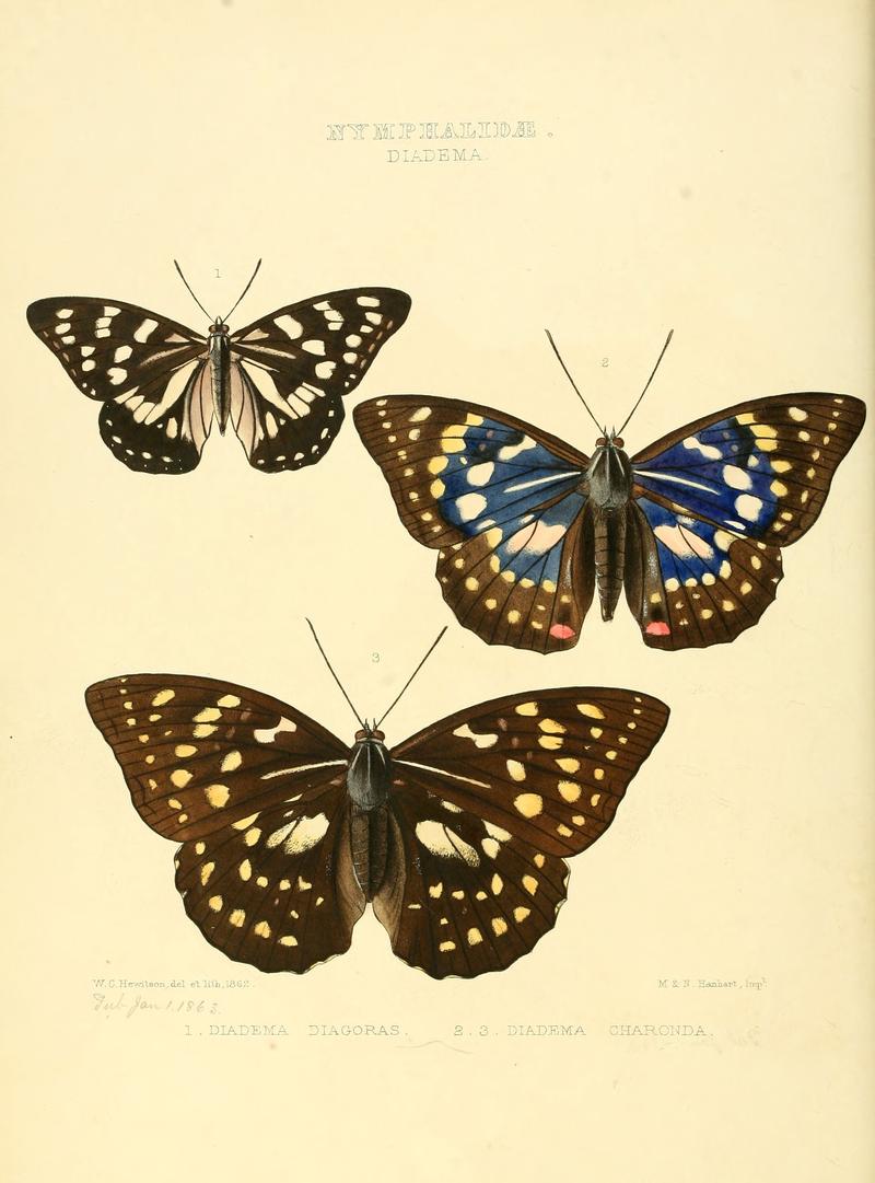 Illustrations of new species of exotic butterflies Diadema I
