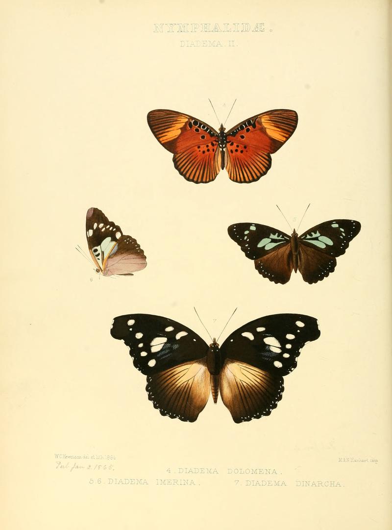 Illustrations of new species of exotic butterflies Diadema II