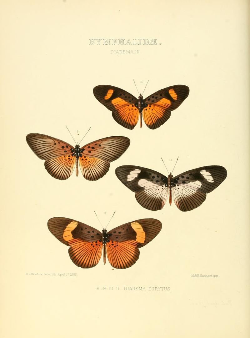Illustrations of new species of exotic butterflies Diadema III