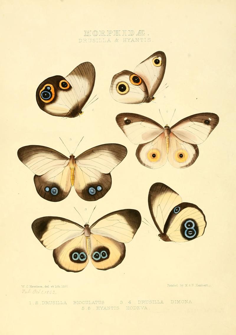 Illustrations of new species of exotic butterflies Drusilla & Hyantis