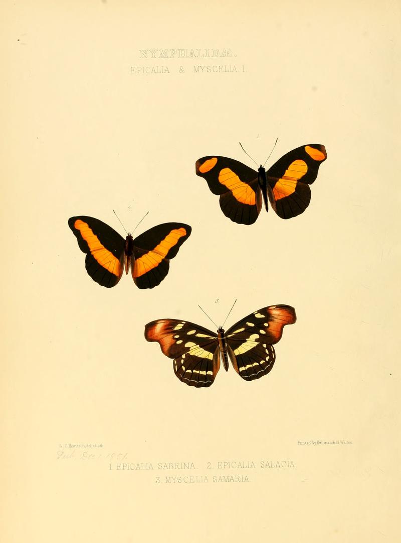 Illustrations of new species of exotic butterflies Epicalia & Myscelia I