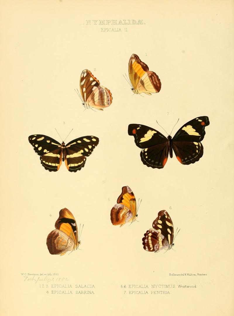 Illustrations of new species of exotic butterflies Epicalia II
