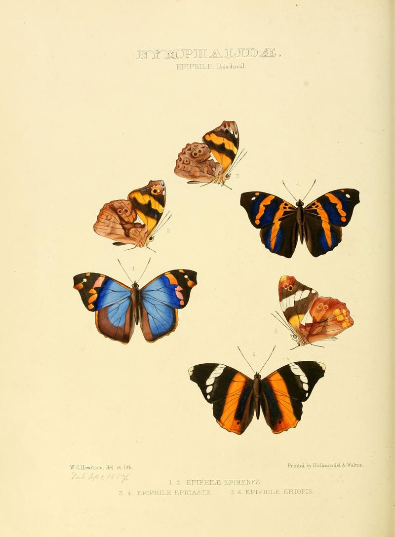 Illustrations of new species of exotic butterflies Epiphile