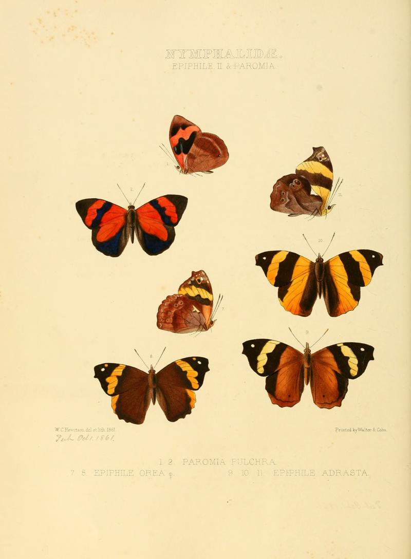 Illustrations of new species of exotic butterflies Epiphile II & Paromia