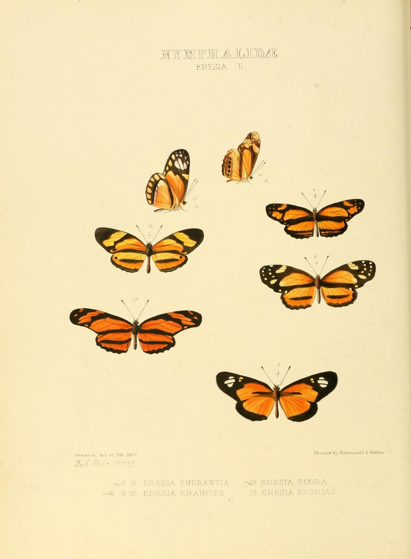 Illustrations of new species of exotic butterflies Eresia II