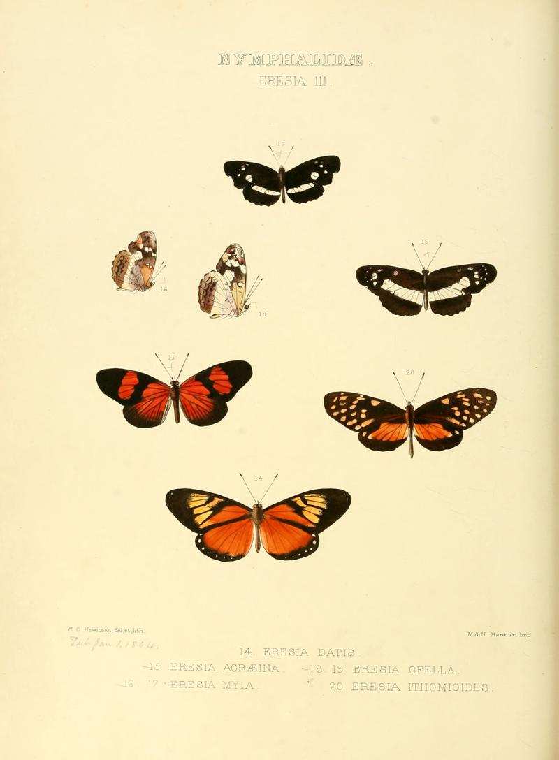 Illustrations of new species of exotic butterflies Eresia III