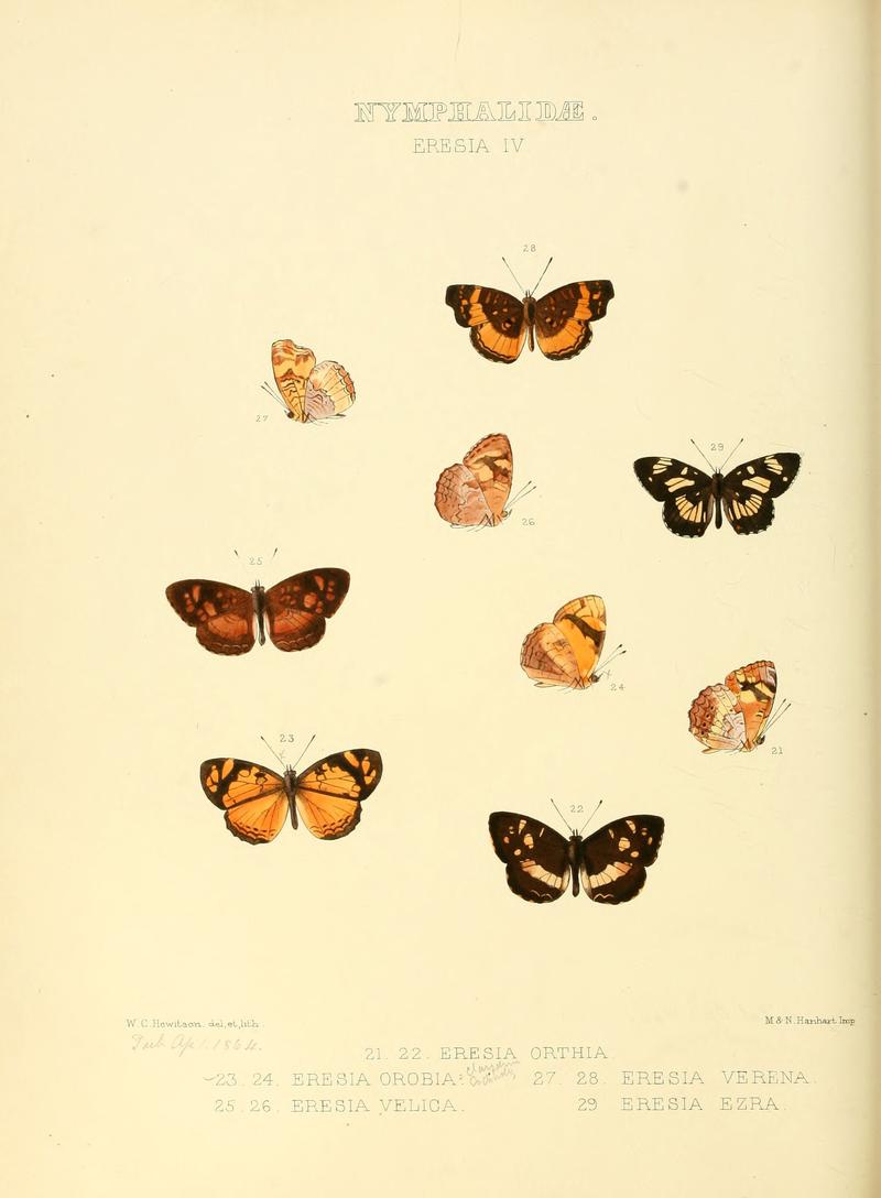 Illustrations of new species of exotic butterflies Eresia IV