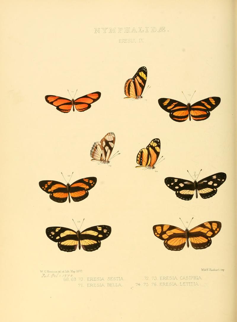 Illustrations of new species of exotic butterflies Eresia IX