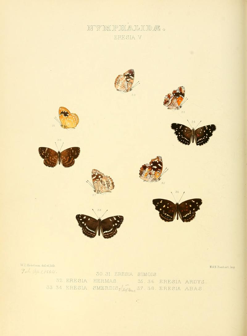 Illustrations of new species of exotic butterflies Eresia V