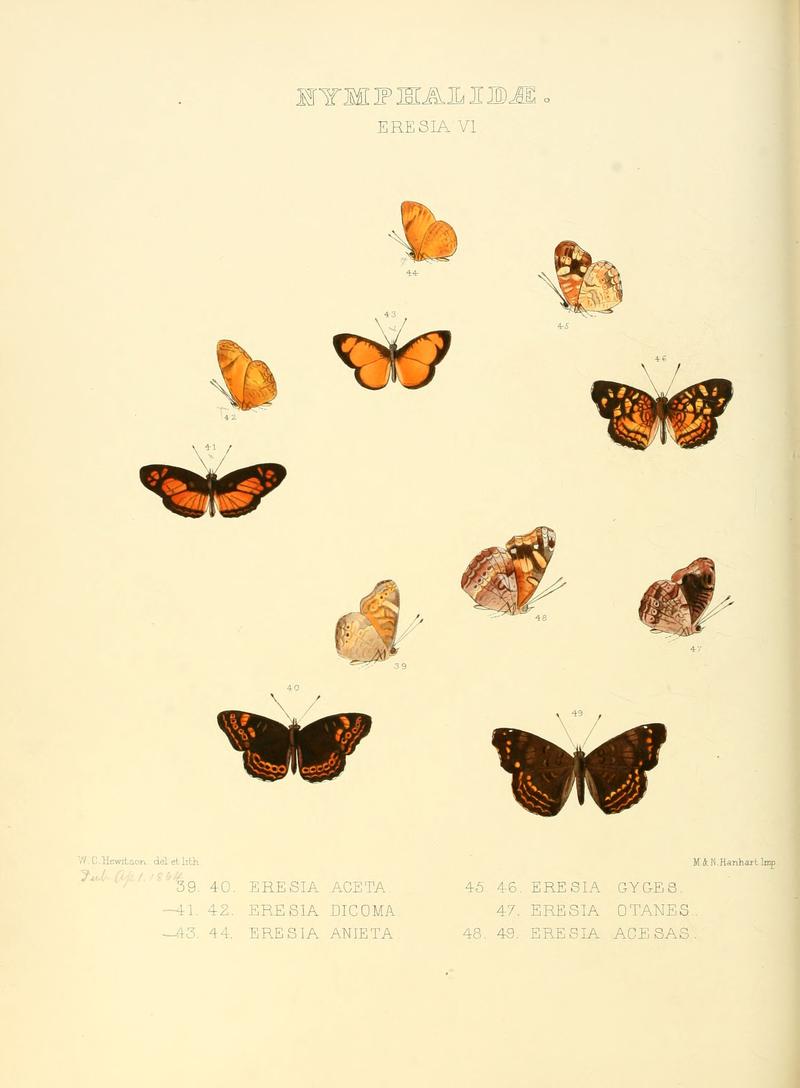 Illustrations of new species of exotic butterflies Eresia VI